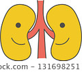 Cute illustration of kidneys 131698251