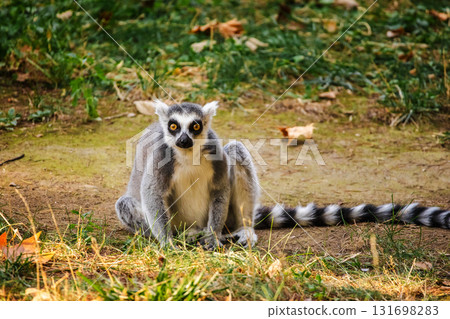 Ring-tailed lemur sitting on the ground with bright yellow eyes staring directly at the camera in a natural setting Ring-tailed lemur sitting on the ground with bright yellow eyes staring directly at the camera in a natural setting 131698283