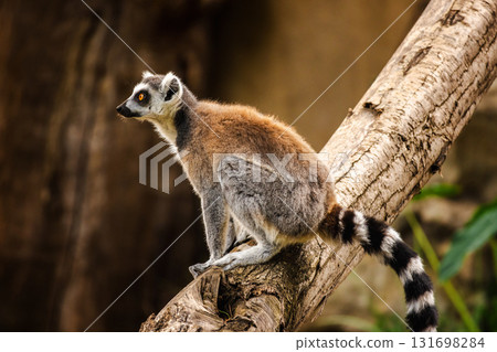 Ring-tailed lemur sitting alert on a tree branch with bright yellow eyes and striped tail in natural habitat 131698284