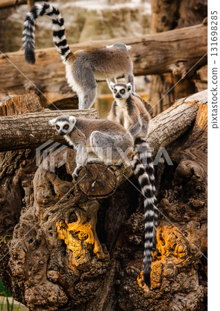 Group of ring-tailed lemurs resting and observing surroundings on large tree trunks in warm afternoon light 131698285