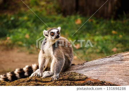 Ring-tailed lemur sitting on a tree trunk with alert expression and striped tail stretched behind in natural habitat 131698286