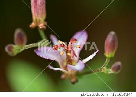 Hototogisu 131698344