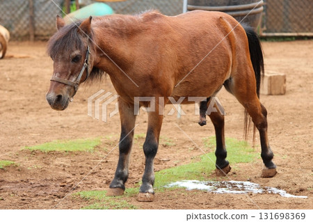 Horses at the Honolulu Zoo Horses at the Honolulu Zoo 131698369