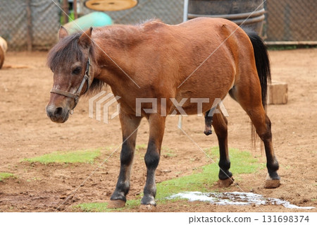 檀香山動物園的馬匹 檀香山動物園的馬匹 131698374