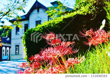 伊藤博文紀念公園入口處盛開的石蒜花 131698383