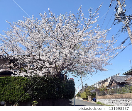 Cherry blossoms in full bloom along the walking path Cherry blossoms in full bloom along the walking path 131698387