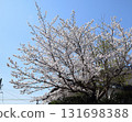 步道兩旁櫻花盛開 131698388