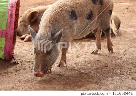 檀香山動物園的豬 131698441