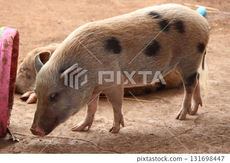 檀香山動物園的豬 131698447