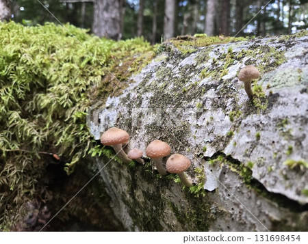 Honey Mushrooms on Fallen Tree Honey Mushrooms growing on a fallen tree 131698454