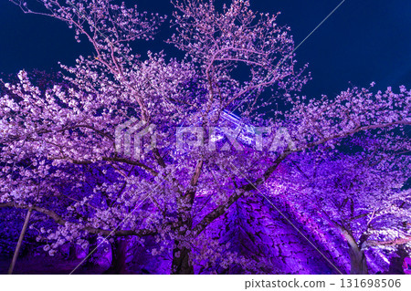 <Fukuoka Prefecture> Maizuru Park - Illuminated cherry blossoms in full bloom 131698506