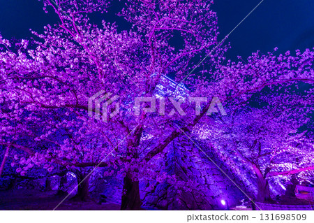 <Fukuoka Prefecture> Maizuru Park - Illuminated cherry blossoms in full bloom 131698509