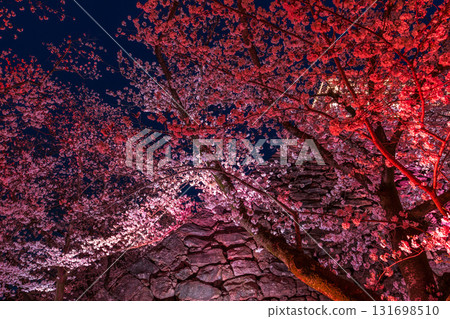 <Fukuoka Prefecture> Maizuru Park - Illuminated cherry blossoms in full bloom 131698510