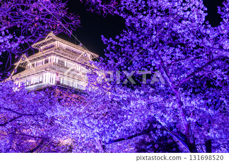 <Fukuoka Prefecture> Maizuru Park - Illuminated cherry blossoms in full bloom 131698520