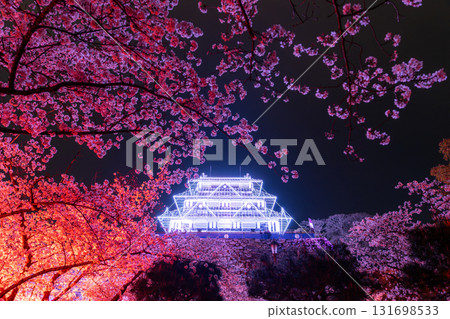 <Fukuoka Prefecture> Maizuru Park - Illuminated cherry blossoms in full bloom <Fukuoka Prefecture> Maizuru Park - Illuminated cherry blossoms in full bloom 131698533