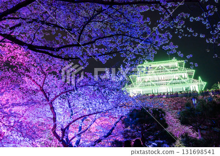 <Fukuoka Prefecture> Maizuru Park - Illuminated cherry blossoms in full bloom <Fukuoka Prefecture> Maizuru Park - Illuminated cherry blossoms in full bloom 131698541