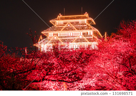 <Fukuoka Prefecture> Maizuru Park - Illuminated cherry blossoms in full bloom 131698571