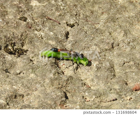 掘地蜂將處於假死狀態的毛毛蟲帶回巢穴 131698604