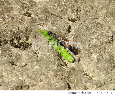 掘地蜂將處於假死狀態的毛毛蟲帶回巢穴 掘地蜂將處於假死狀態的毛毛蟲帶回巢穴 131698605