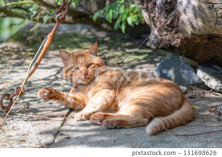 棕色虎斑貓注意到了相機 131698626