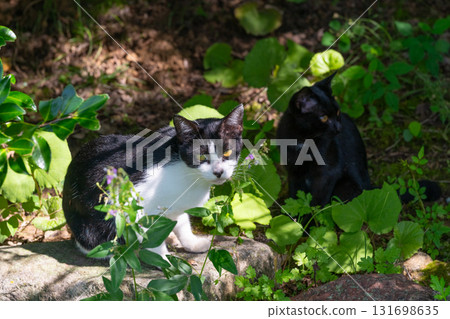 一隻黑白小貓盯著鏡頭，一隻黑小貓看向一側 131698635