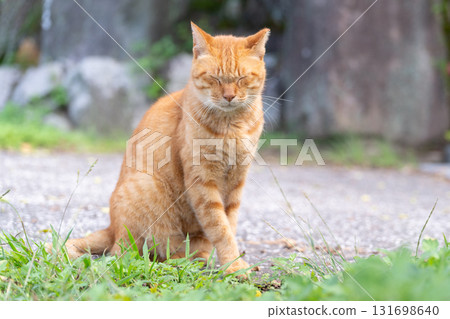 Thinking Cat Thinking Cat 131698640