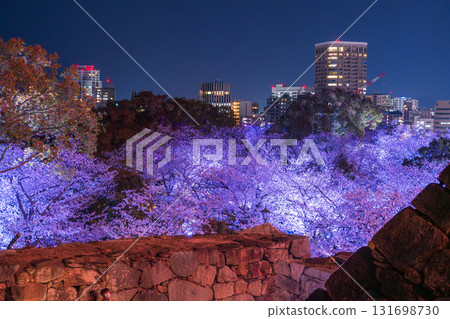 Fukuoka Prefecture: View of the castle tower at Maizuru Park and illuminated cherry blossoms in full bloom 131698730