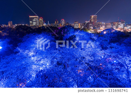Fukuoka Prefecture: View of the castle tower at Maizuru Park and illuminated cherry blossoms in full bloom 131698741