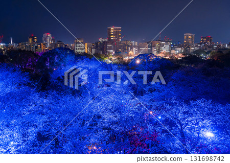 Fukuoka Prefecture: View of the castle tower at Maizuru Park and illuminated cherry blossoms in full bloom 131698742