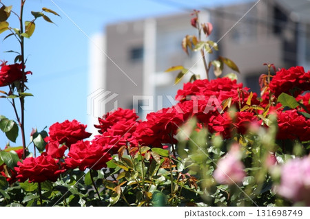 玫瑰，濕潤的紅玫瑰 131698749