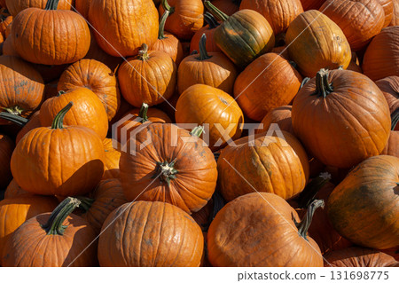 Group of pumpkins at a meadow. 131698775