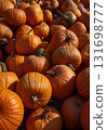 Group of pumpkins at a meadow. 131698777