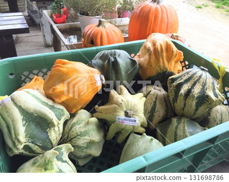 Hokkaido Toy Pumpkin Hokkaido Toy Pumpkin 131698786