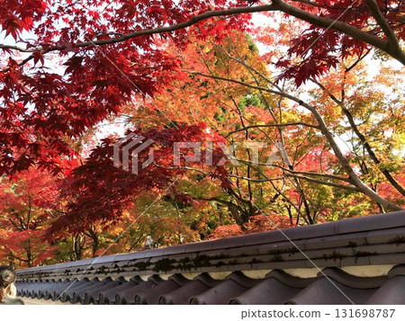 Bright red autumn leaves in Kyoto Bright red autumn leaves in Kyoto 131698787