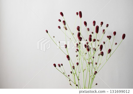 地榆 地榆 131699012