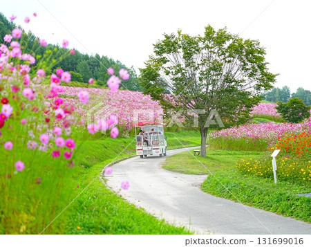 太陽之丘遠輕公園北海道大波斯菊的絕景 131699016