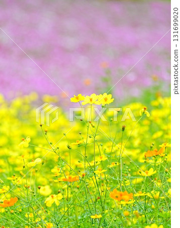 太陽之丘遠輕公園北海道大波斯菊的絕景 131699020