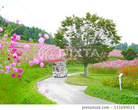 太陽之丘遠輕公園北海道大波斯菊的絕景 太陽之丘遠輕公園北海道大波斯菊的絕景 131699023