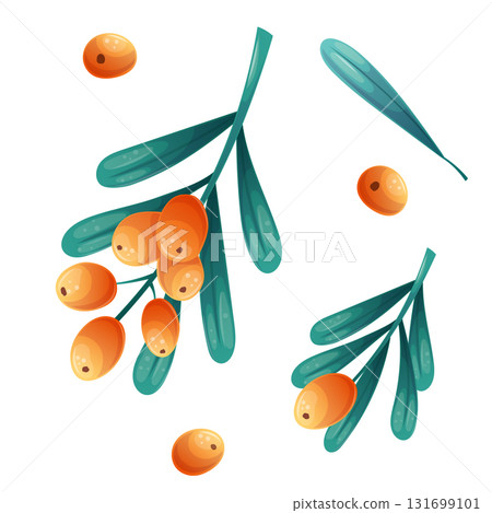 A set of berries and sea buckthorn twigs on a white background. Isolated vector illustration for the design of postcards, clothing, textiles, banners and posters. 131699101
