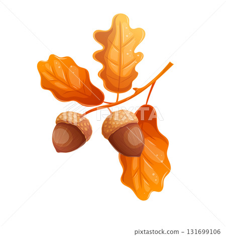 A twig of oak with acorns and leaves on a white background. The concept of autumn and nature. Isolated vector illustration for the design of postcards, textiles, banners and posters. A twig of oak with acorns and leaves on a white background. The concept of autumn and nature. Isolated vector illustration for the design of postcards, textiles, banners and posters. 131699106