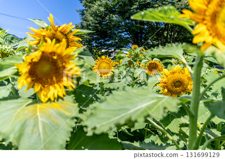 A healthy sunflower A healthy sunflower 131699129