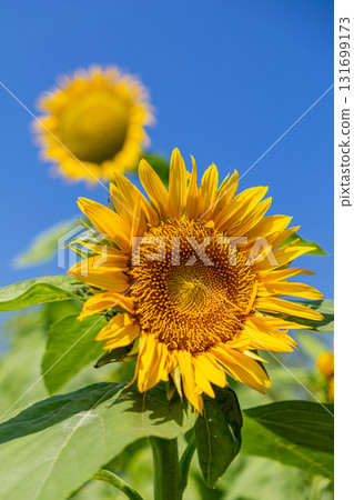 健康的向日葵 131699173