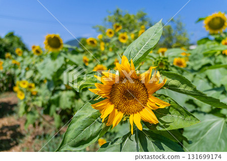  說到夏天的花朵，黃色的向日葵 131699174