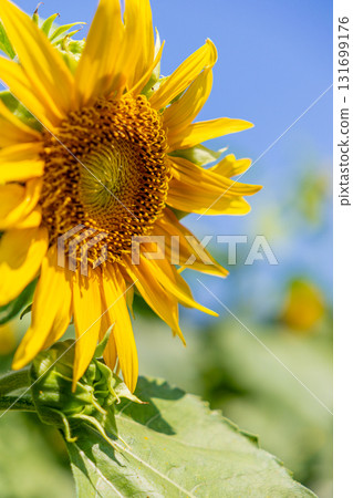 向日葵向藍天綻放 131699176