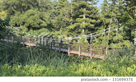 Suspension bridge over forest 131699378