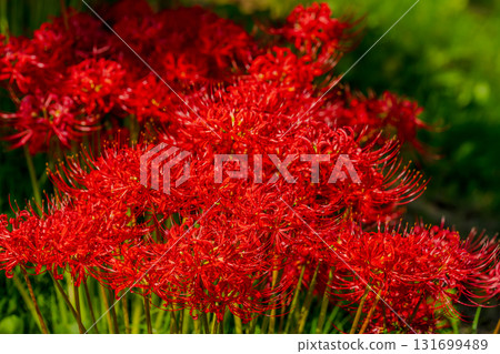 一簇簇紅花在陽光和秋日的色彩中閃耀 一簇簇紅花在陽光和秋日的色彩中閃耀 131699489