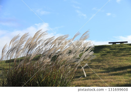 Susuki swaying in the wind 131699608