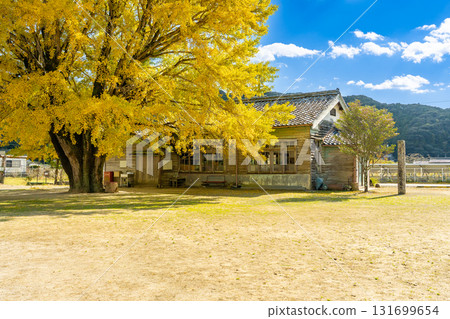 The golden ginkgo tree of Kawachi in Minamiise Town, Mie Prefecture 131699654