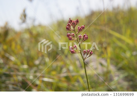 長野縣八峰嶺，高山植物岩菖蒲（Isamus sieboldii）紅色果實的特寫，九月 131699699
