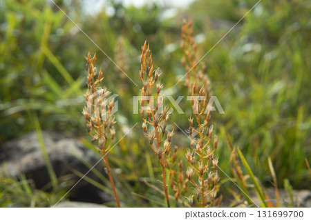 上傳的黃花紫菀種子 / 長野縣八方尾根町，9月 131699700